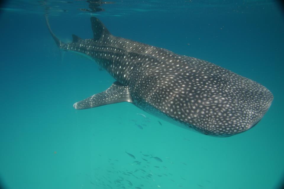 http://pressreleaseheadlines.com/wp-content/Cimy_User_Extra_Fields/Cancun Whale Shark Tours/Best-of-WS-11.jpg